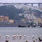 Apartamento Porto Arrabida Gaia, Big Comfortable, 4or6 Pax, Ground Floor Vila Nova de Gaia